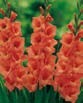Gladiolus  JESSICA